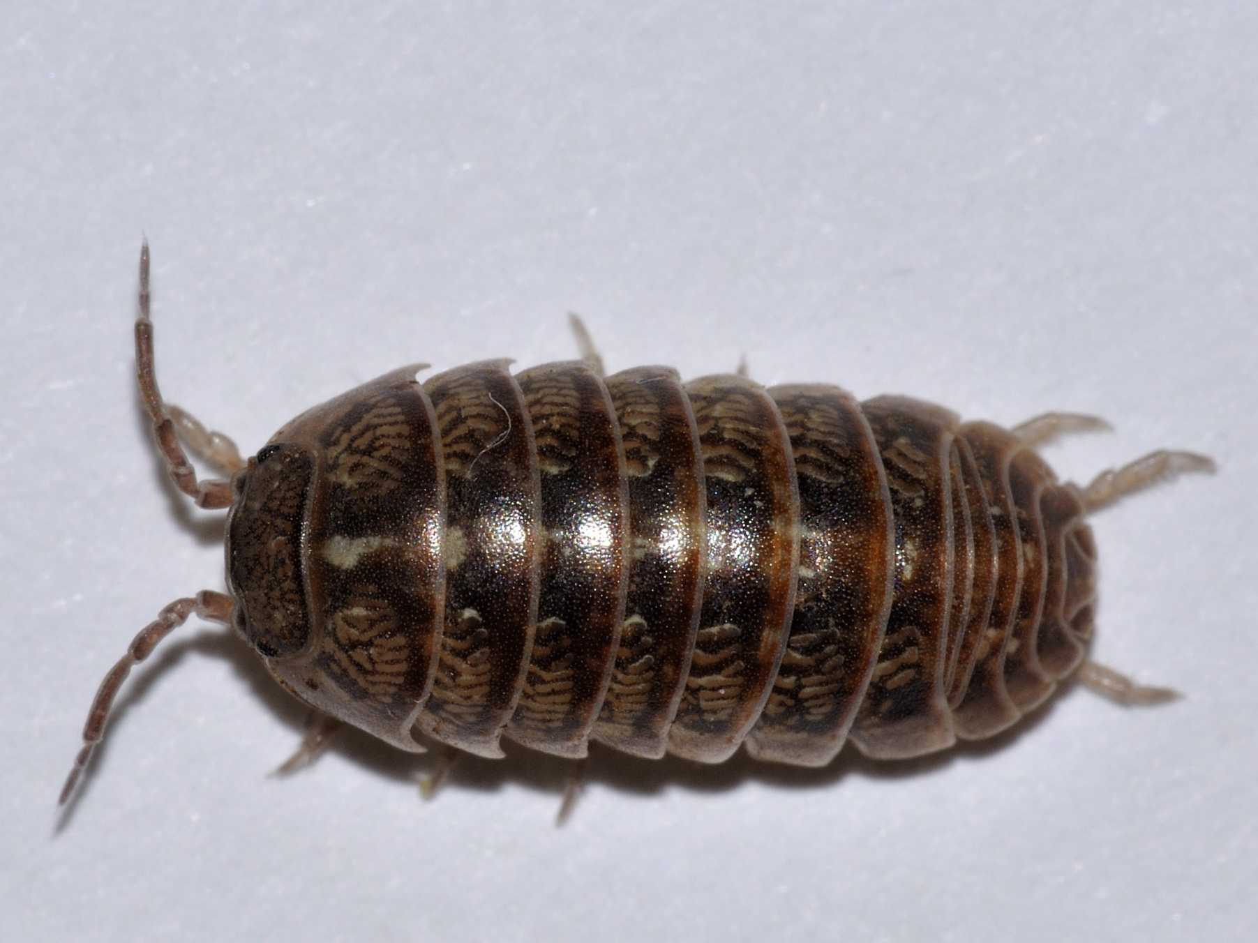 Armadillidiidae - Armadillidium vulgare